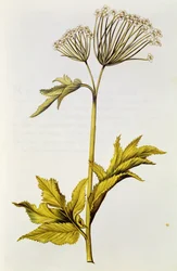 アンジェリカ、「ラギランドドジュリー」、1642年頃（ヴェラムのトイレ）